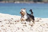 YORKSHIRE TERRIER 106